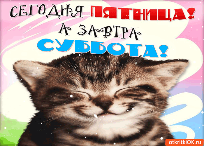 Открытка Открытки на субботу - Забавная открытка с котенком  купить онлайн | Красивая открытка #83