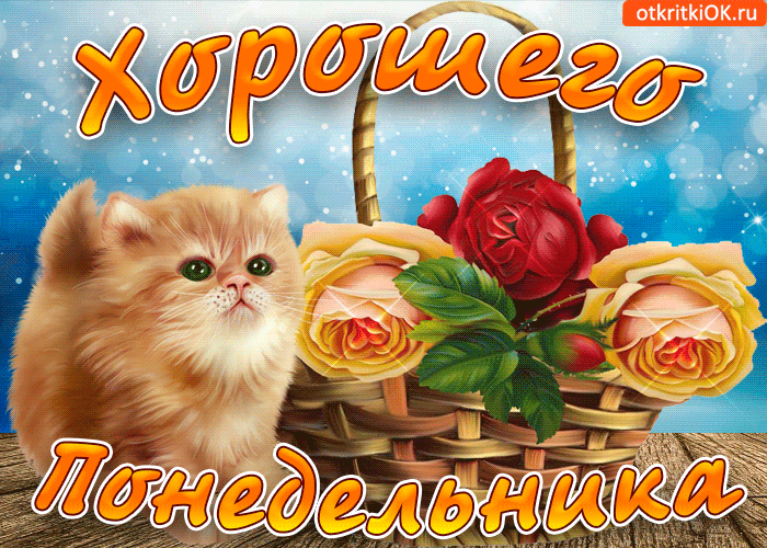 Открытка Удачного понедельника - Открытка с рыжим котенком и цветами | Красивая открытка #22
