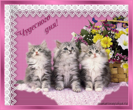 Открытка Открытки на субботу - Открытка с котятами и цветами  Праздничная открытка | Красивая открытка #84