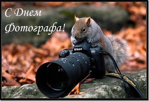 Открытка День фотографа - Белка и фотоаппарат: оригинальная открытка с днем фотографа | Красивая открытка #4