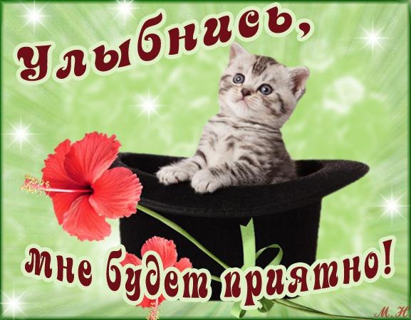 Открытка Открытки улыбнись - Котенок на шляпе с цветком: Открытка с милым сюрпризом | Красивая открытка #37
