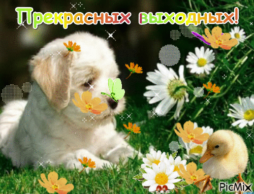 Открытка Открытки хороших выходных - Открытка: Щенок и цыпленок на лугу с цветами | Красивая открытка #249