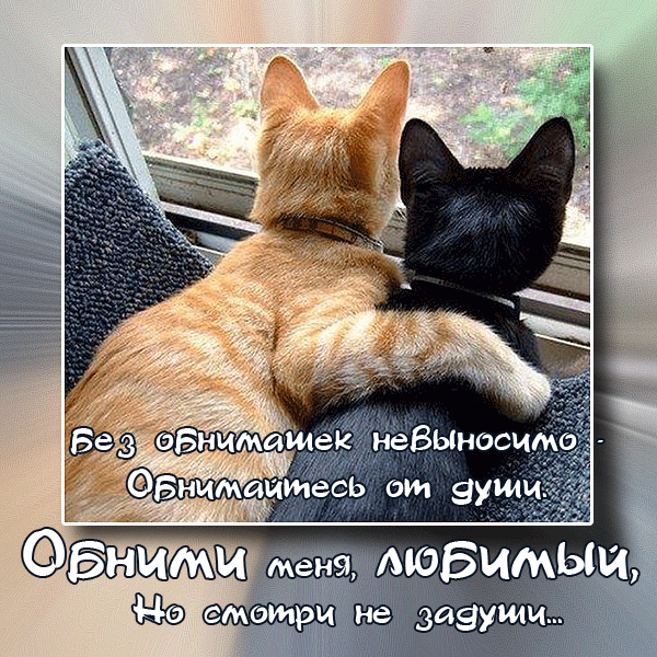 Открытка Обнимаю - Две кошки, обнялись. Открытка с котиками. | Красивая открытка #141