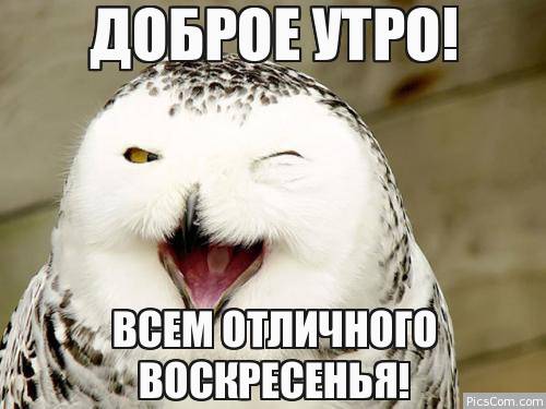 Открытка Открытки на воскресенье - С добрым утром! Открытка с совой — Pics.com | Красивая открытка #99