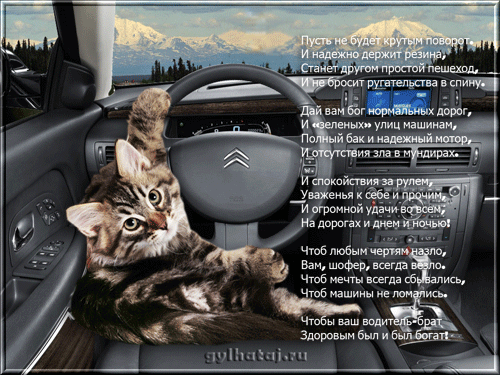 Открытка Открытки с днем автомобилиста - Кот за рулем авто: забавная открытка с котиком | Красивая открытка #32