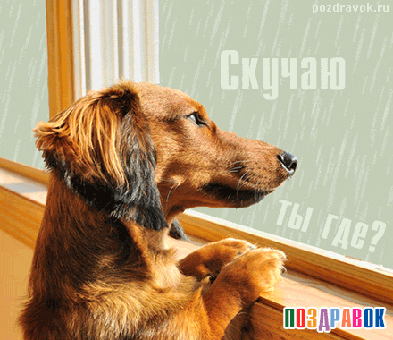 Открытка Открытки скучаю по тебе - Грустный щенок у окна: открытка с собакой | Красивая открытка #234
