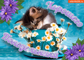 Открытка Удачного понедельника - Котенок и цветы: милая открытка с котенком | Красивая открытка #30