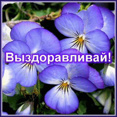 Открытка Открытки скорейшего выздоровления - Открытка с фиалками: нежные фиолетовые цветы | Красивая открытка #165