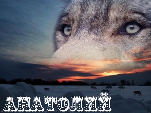 Открытка открытки с именем Анатолий - Волк на фоне заката: открытка с волками | Красивая открытка #138