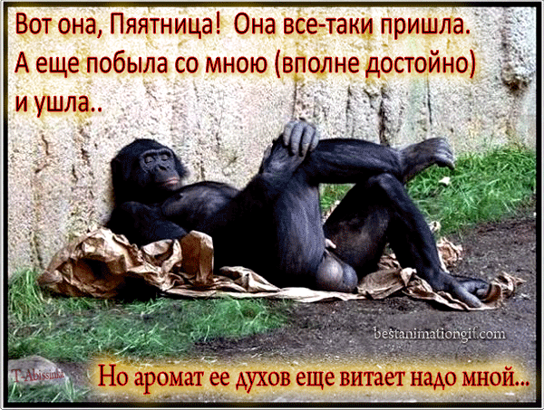Открытка Открытки на пятницу - Ленивый обезьяна на природе - смешная открытка | Красивая открытка #41