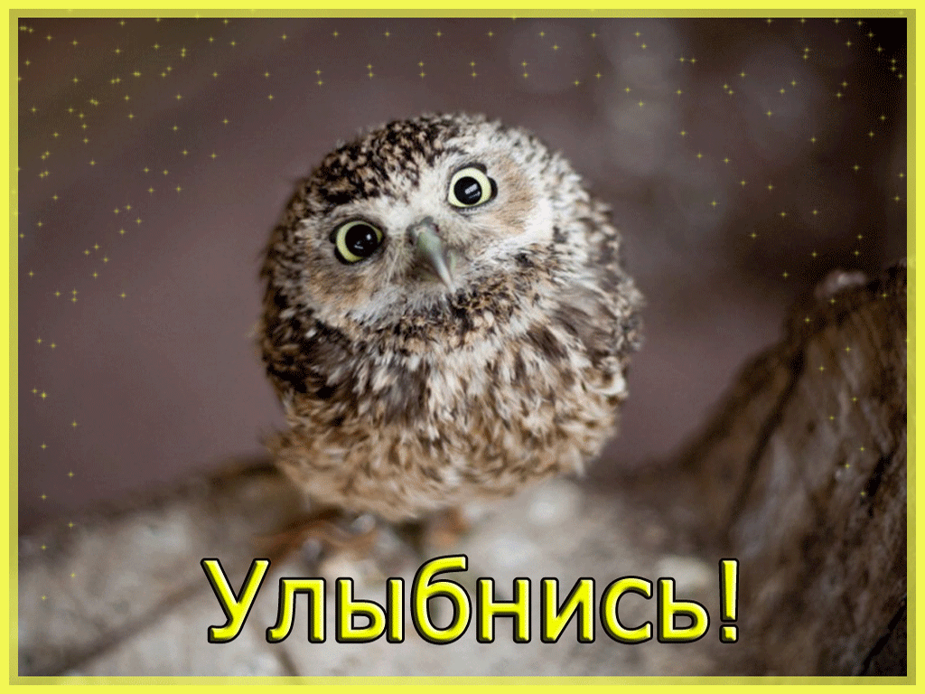 Открытка Улыбнись - Милая сова: открытка с птицей, позитив | Красивая открытка #158