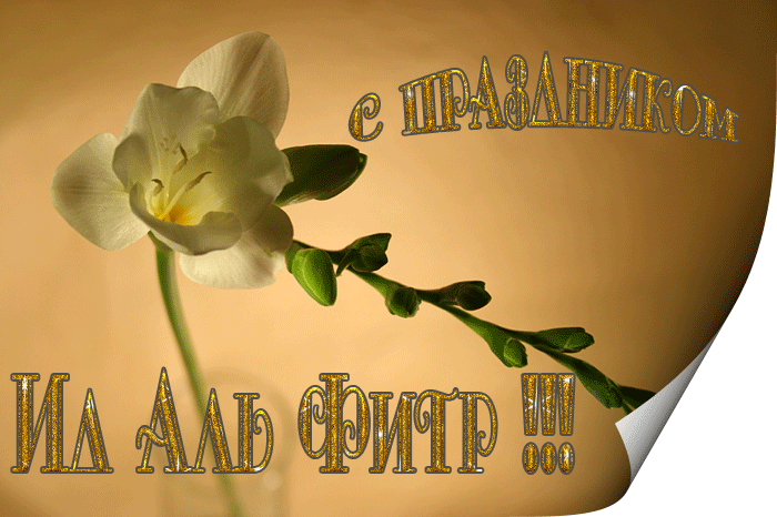Открытка Рамадан - Белые орхидеи на открытке: нежный букет | Красивая открытка #34