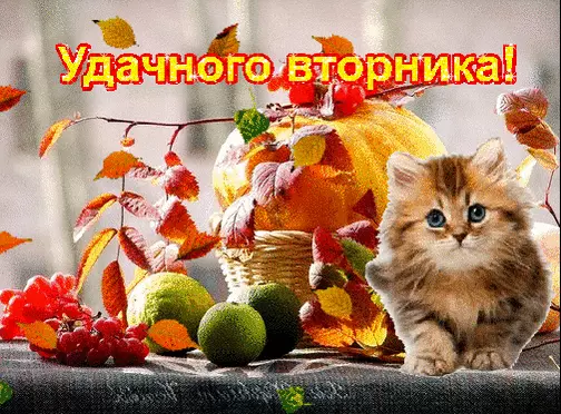 Открытка Удачного вторника - Осенняя открытка с котенком и тыквой | Красивая открытка #6