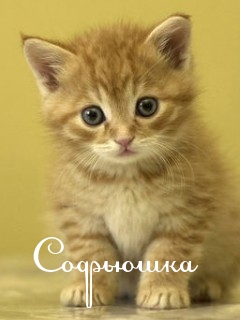 Открытка открытки с именем Софья - Милый котенок: открытка с рыжим котенком | Красивая открытка #19