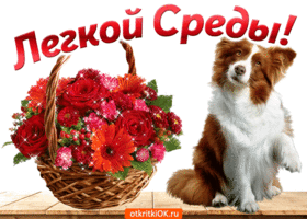 Открытка Со средой - Открытка с цветами и собакой | Красивая открытка #24
