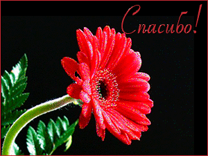 Открытка С герберами - Красный цветок гербера на открытке | Красивая открытка #75