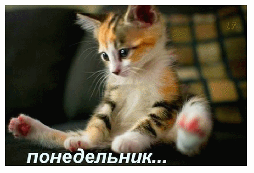 Открытка Открытки на понедельник - Милый котенок: открытка с котенком для праздника | Красивая открытка #106