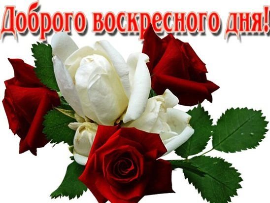 Открытка Открытки на воскресенье - Букет роз: красные и белые цветы | Красивая открытка #86