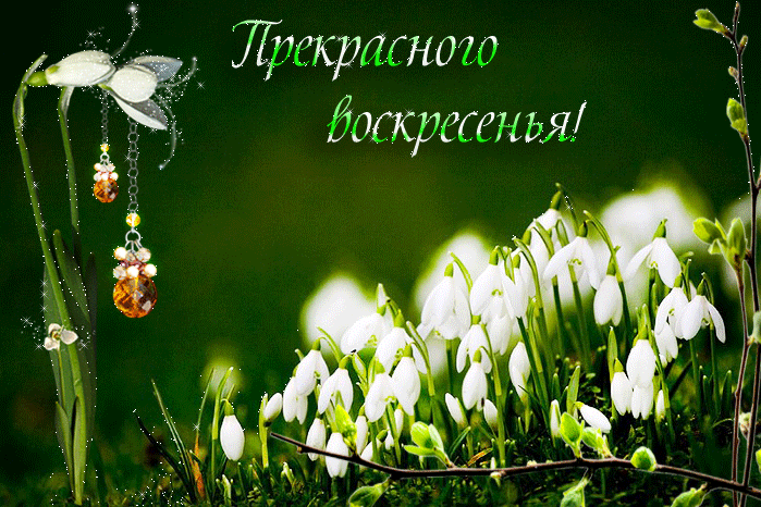 Открытка Открытки хорошего отдыха - Подснежники: весенняя открытка с цветами | Красивая открытка #123