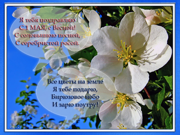 Открытка открытки на 1 мая - Цветущая вишня на голубом фоне | Красивая открытка #26