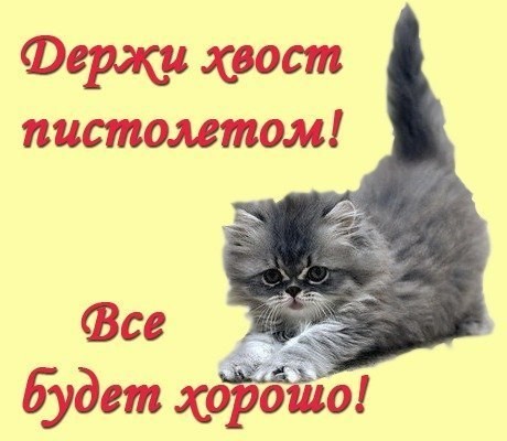 Открытка Открытки все будет хорошо - Открытка с милым котенком — Симпатичная кошечка | Красивая открытка #62