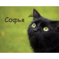 Открытка открытки с именем Софья - Черный кот на открытке: милый взгляд | Красивая открытка #30