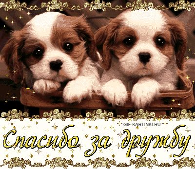 Открытка Открытки о дружбе - Две щенка, милые песики, GIF-открытка | Красивая открытка #232