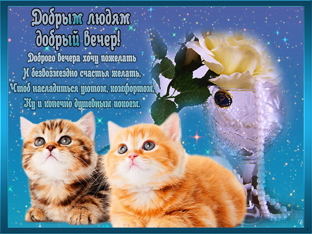 Открытка добрый вечер! - Два котенка, цветы и звезды: праздничная открытка | Красивая открытка #25