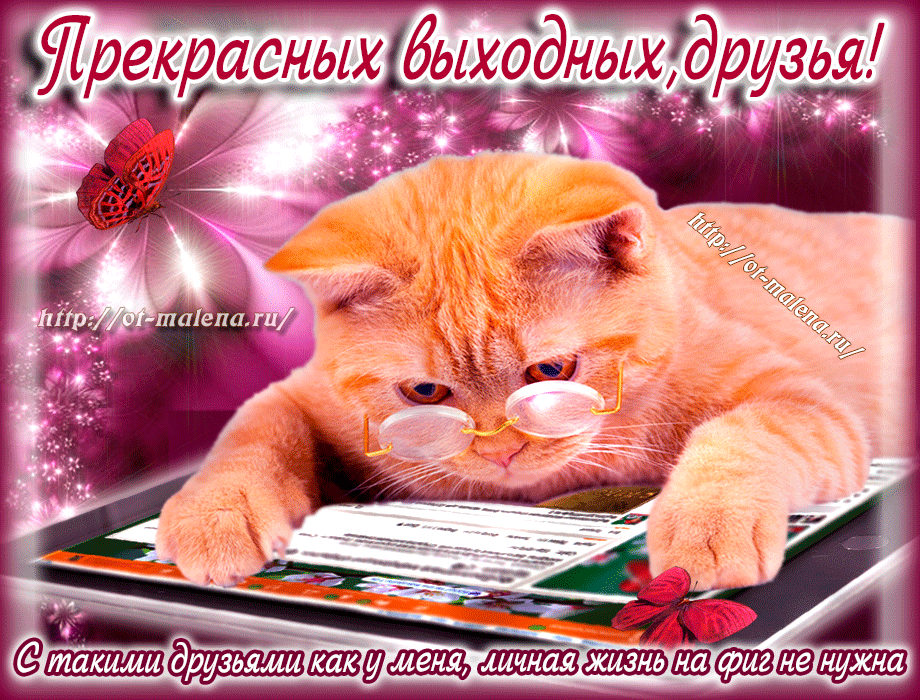 Открытка Открытки хороших выходных - Кот в очках читает открытку. Праздничная открытка с котом. | Красивая открытка #114