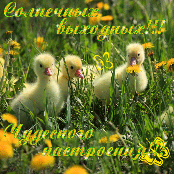 Открытка Открытки хорошего дня - Утята на лугу: открытка с цветами | Красивая открытка #64