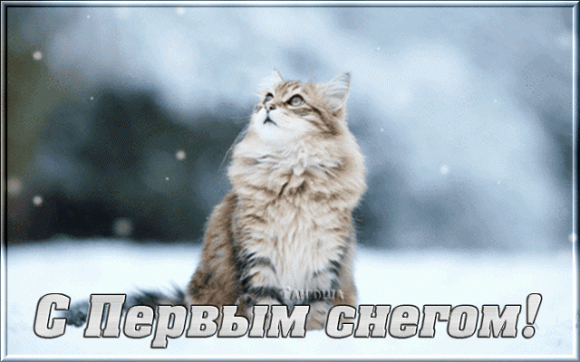 Открытка С первым снегом - Снежный кот: открытка с первым снегом | Красивая открытка #34