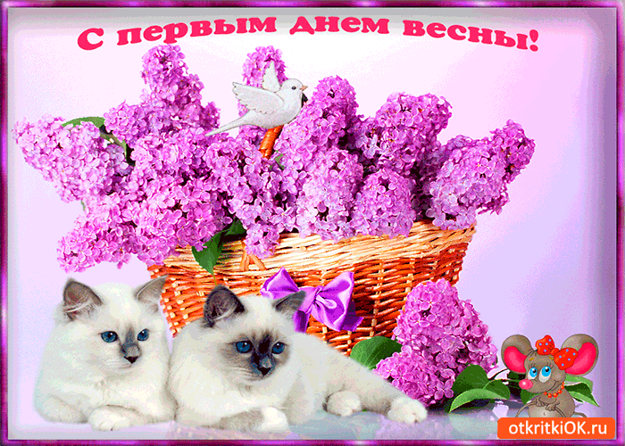 Открытка С сиренью - Открытка с котятами и сиренью: Весеннее поздравление | Красивая открытка #245