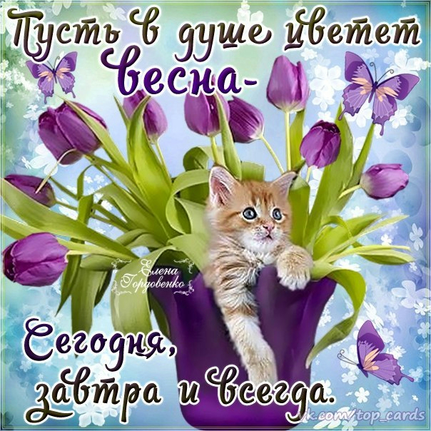 Открытка открытки с первым весенним днем - Открытка с котенком и фиалками | Красивая открытка #1
