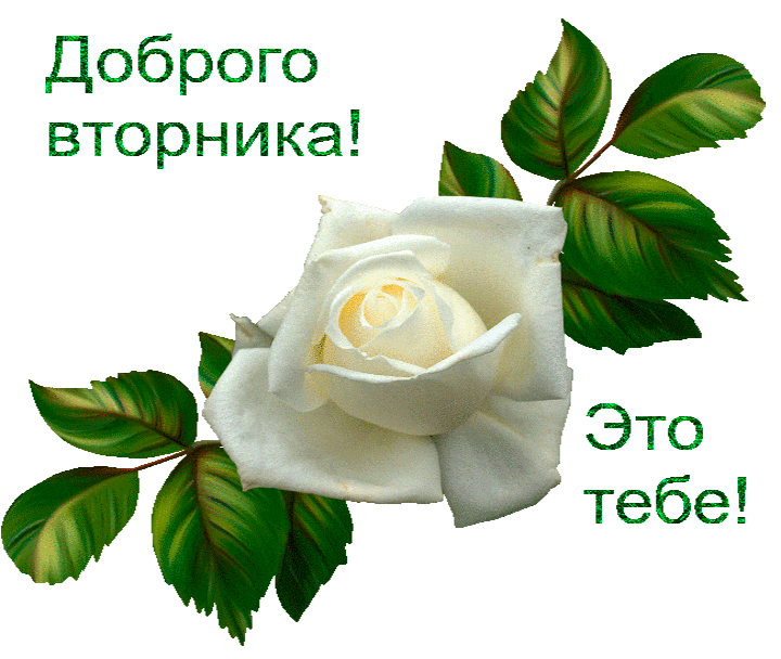Открытка Открытки на вторник - Белая роза на открытке - поздравление | Красивая открытка #25