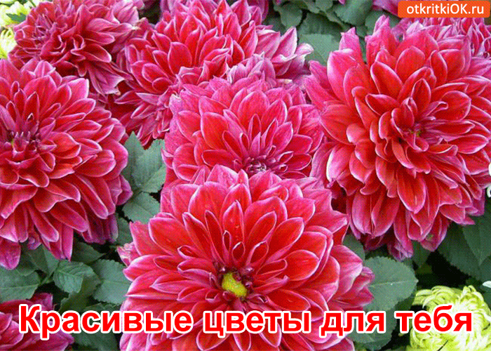 Открытка Для тебя - Яркие красные цветы: открытки с цветами | Красивая открытка #110