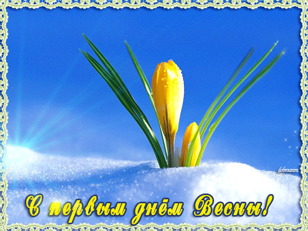 Открытка С крокусами - Первые подснежники на снегу: открытка с весенним настроением | Красивая открытка #47