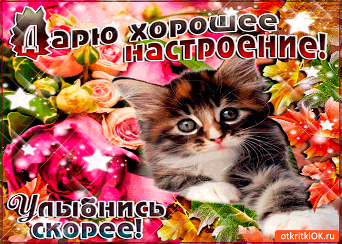 Открытка Открытки хорошего настроения - Открытка с котиком и цветами | Красивая открытка #101