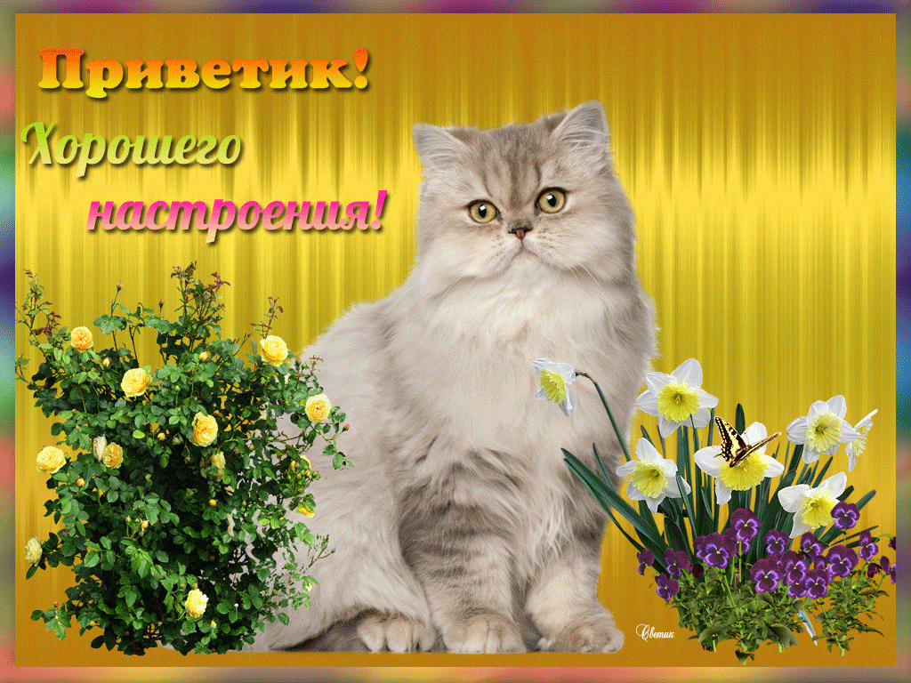 Открытка хорошего настроения - Кошка с нарциссами и розами  весенняя открытка | Красивая открытка #85