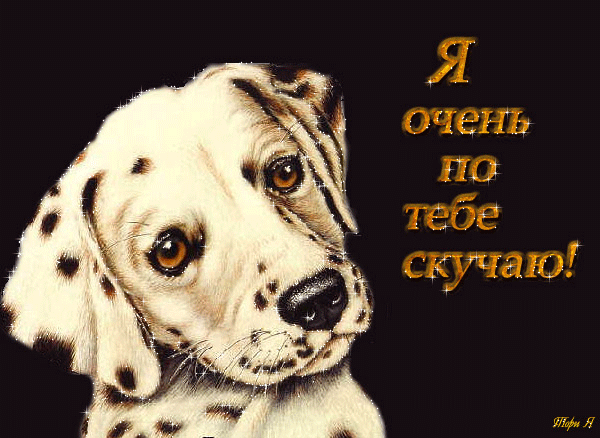 Открытка Скучаю - Открытка с щенком далматина: "Скучаю" | Красивая открытка #44