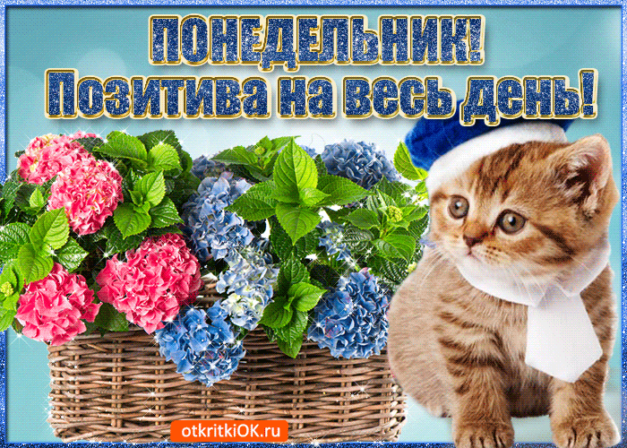 Открытка Открытки на понедельник - Открытка с котиком и гортензиями | Красивая открытка #25