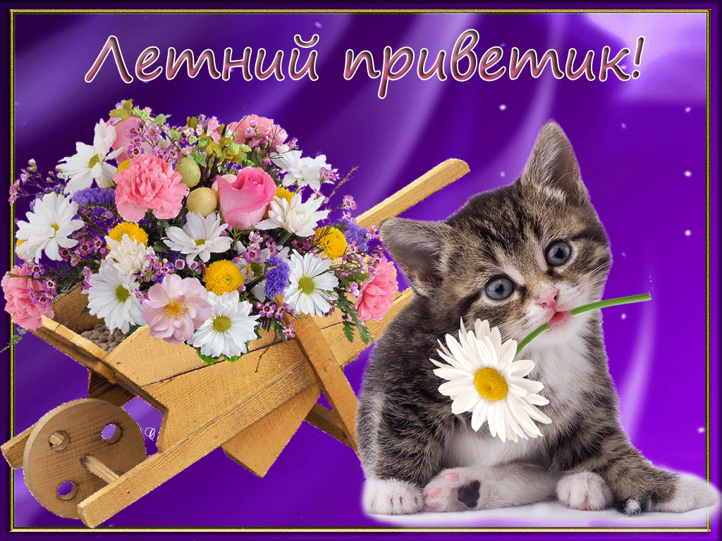 Открытка летний привет - Котенок и цветы: милая открытка с пушистым другом | Красивая открытка #27