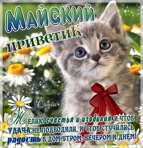 Открытка Майский - Котенок с подсолнухом: Открытка с приветом | Красивая открытка #1