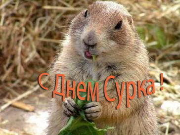 Открытка День сурка - С Днем сурка! Открытка с грызуном, поедающим лист | Красивая открытка #21