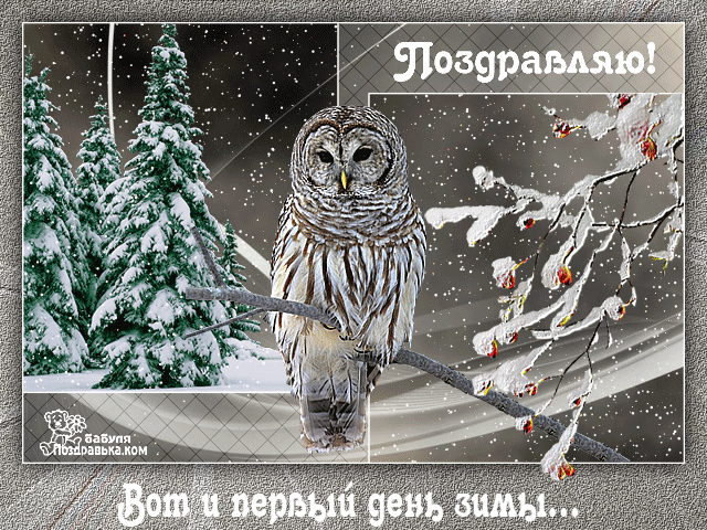 Открытка Первый день зимы - Зимняя открытка с совой: Снег, ели, мороз | Красивая открытка #128