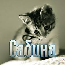 Открытка открытки с именем Сабина - Милый котенок: открытка с котенком для поздравлений | Красивая открытка #22