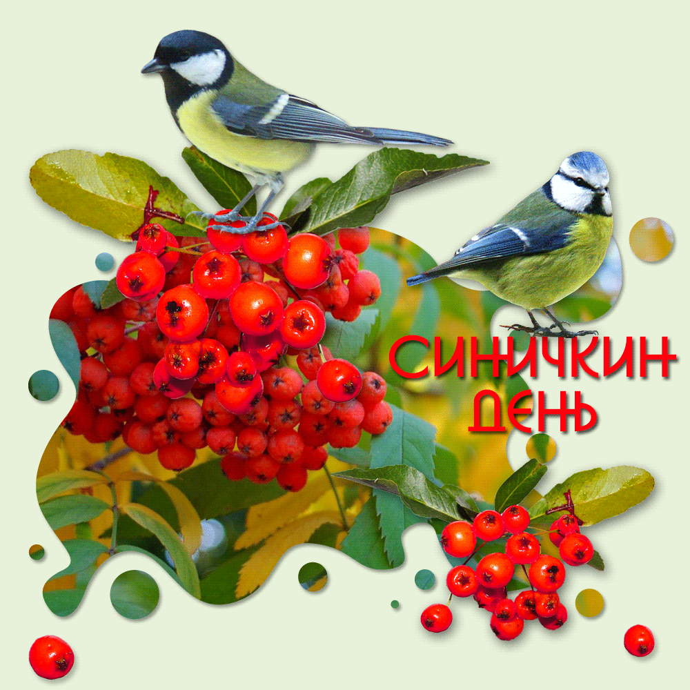 Открытка Открытки на Синичкин день - Открытка с синичками и рябиной | Красивая открытка #7