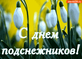 Открытка Открытки с днем подснежника - Открытка с подснежниками: поздравления с праздником | Красивая открытка #16