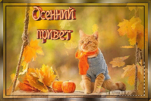 Открытка Осенний приветик - Котенок в свитере и шарфе на фоне осенней листвы | Красивая открытка #3
