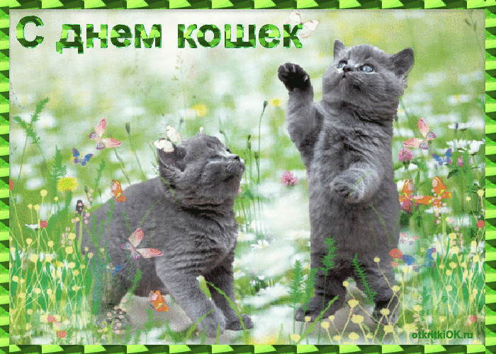 Открытка С Всемирным днём кошек - Открытка с котятами на лугу и цветами | Красивая открытка #25