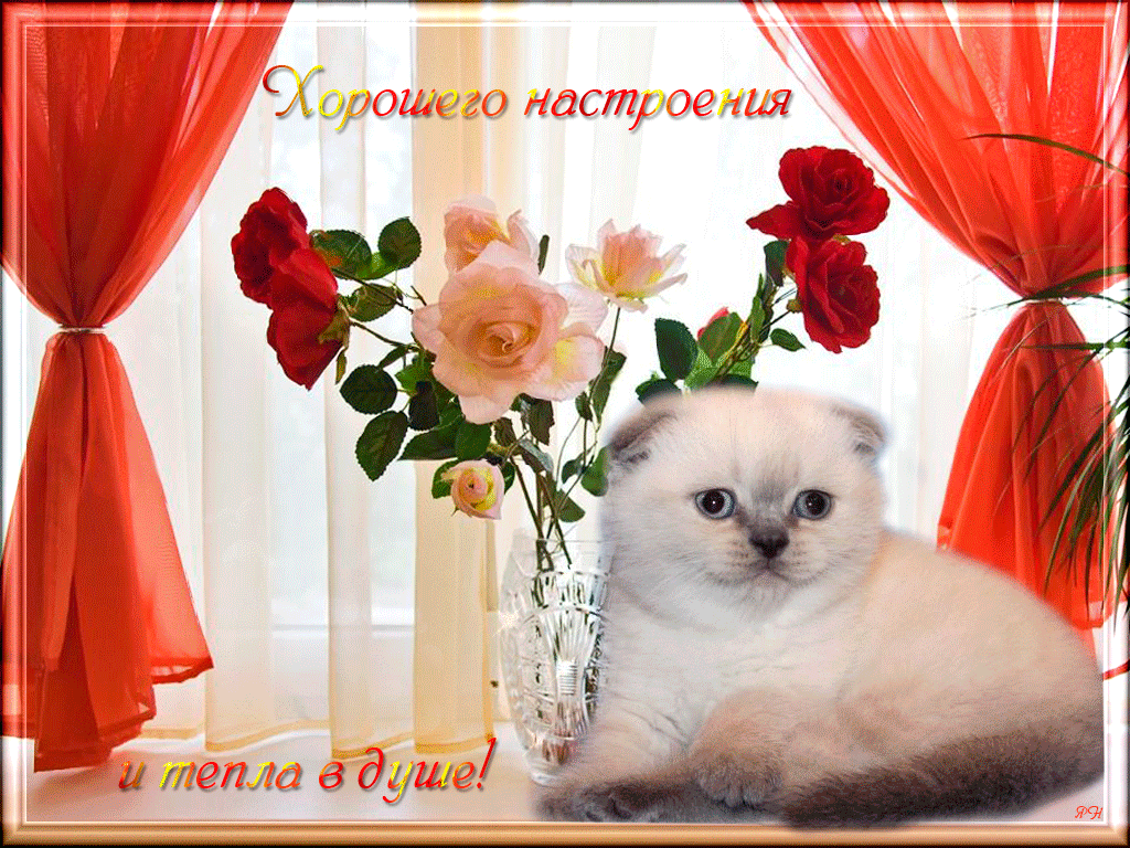 Открытка хорошего настроения - Котенок и розы: открытка с котенком и цветами | Красивая открытка #121